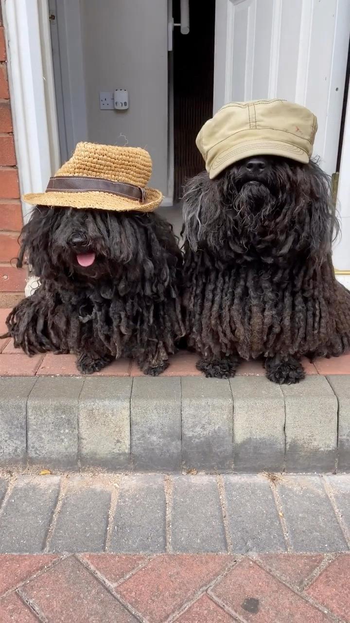 MopsOfManchester