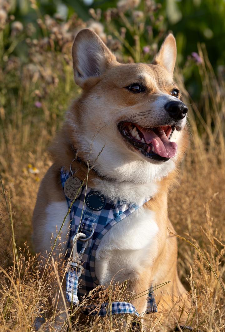 ThatCorgiSawyer