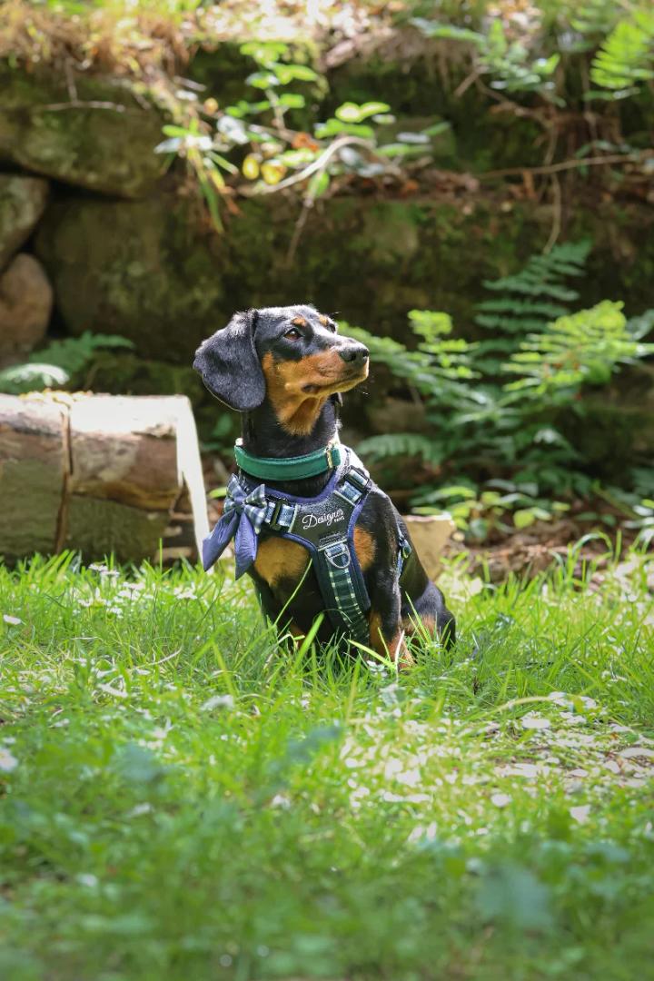 Freya The Sausage Dog