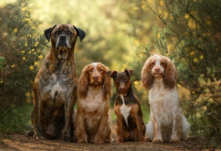 B.dogs_