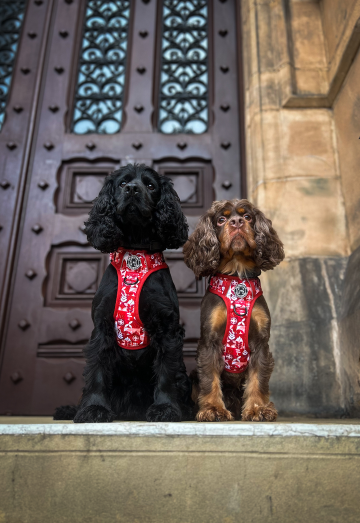 Sully & Benji