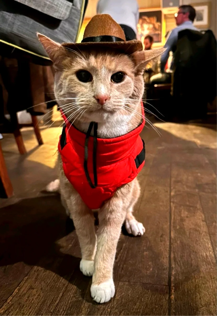Ginge Meow