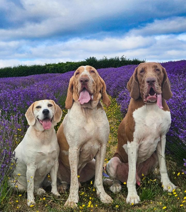 Beagleandbraccoboys