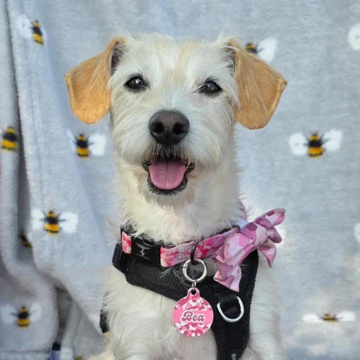 Bea