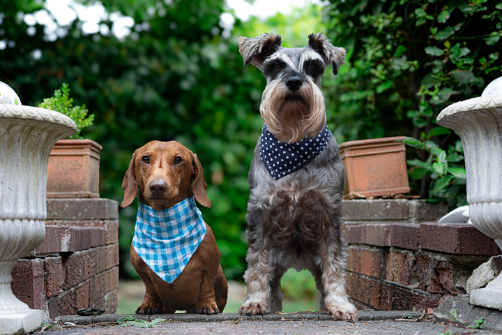 Skye, Herbie & Rizzo