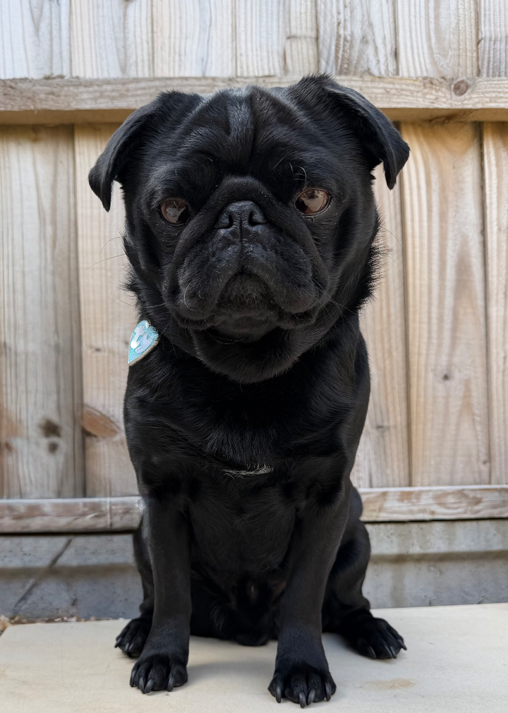 Kobe the Pug