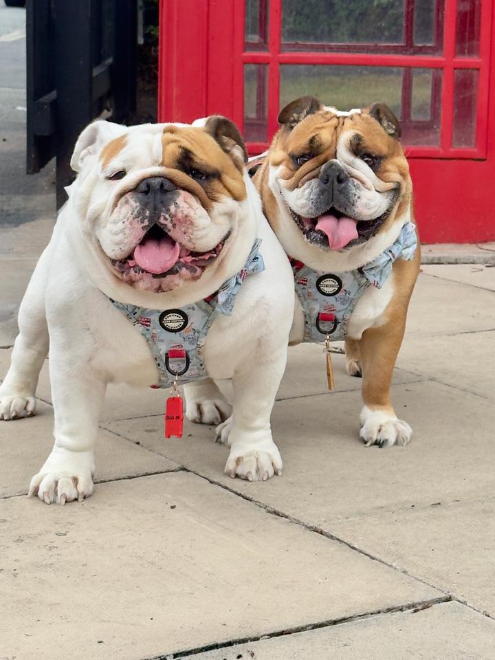 Queenie & Hugo