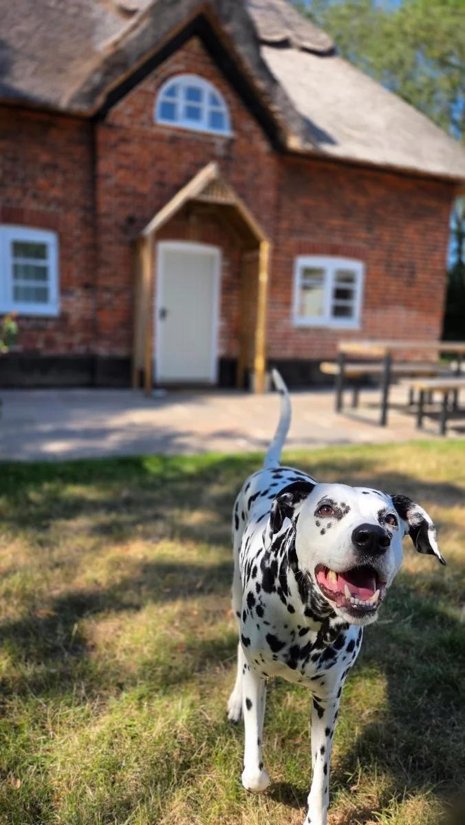 Luna_dalmatian19