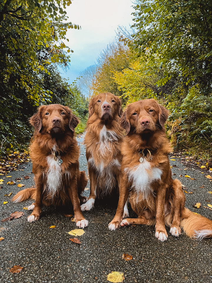 Wish Upon A Toller