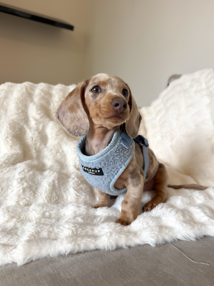 Rory the mini dachshund