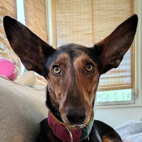 Chester Podenco