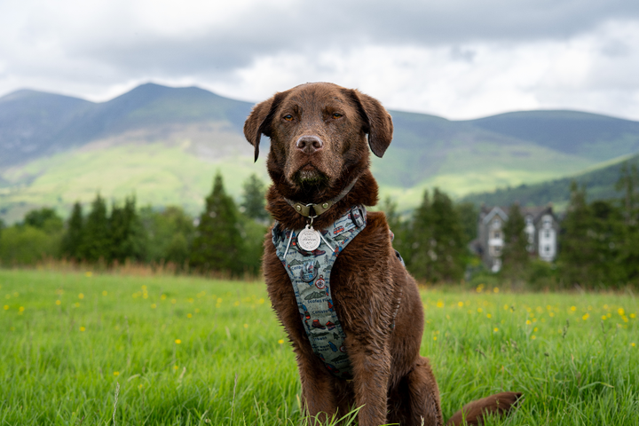 Labrador Bailey