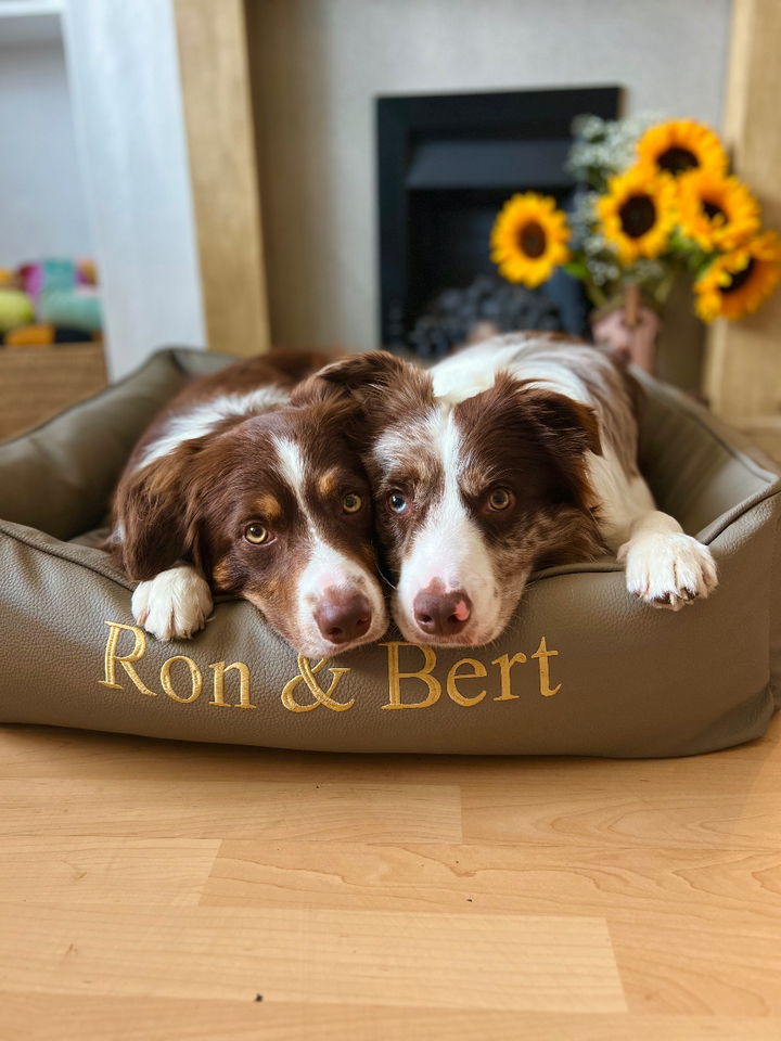 Ron & Bert the Border Collies