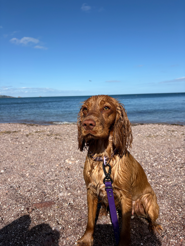 Bonnie the Sprocker
