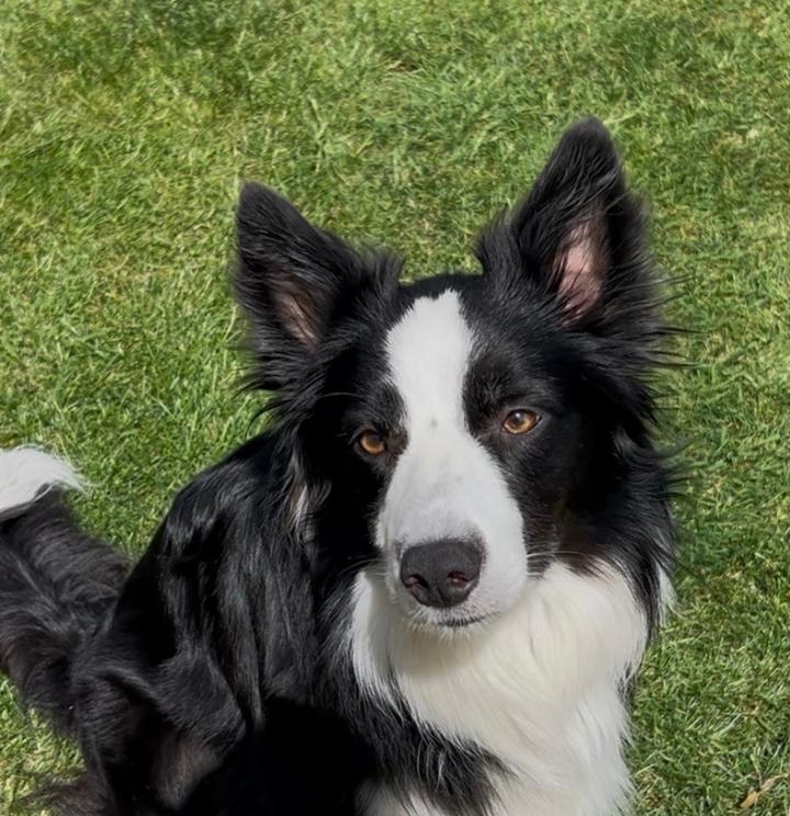 Cody
