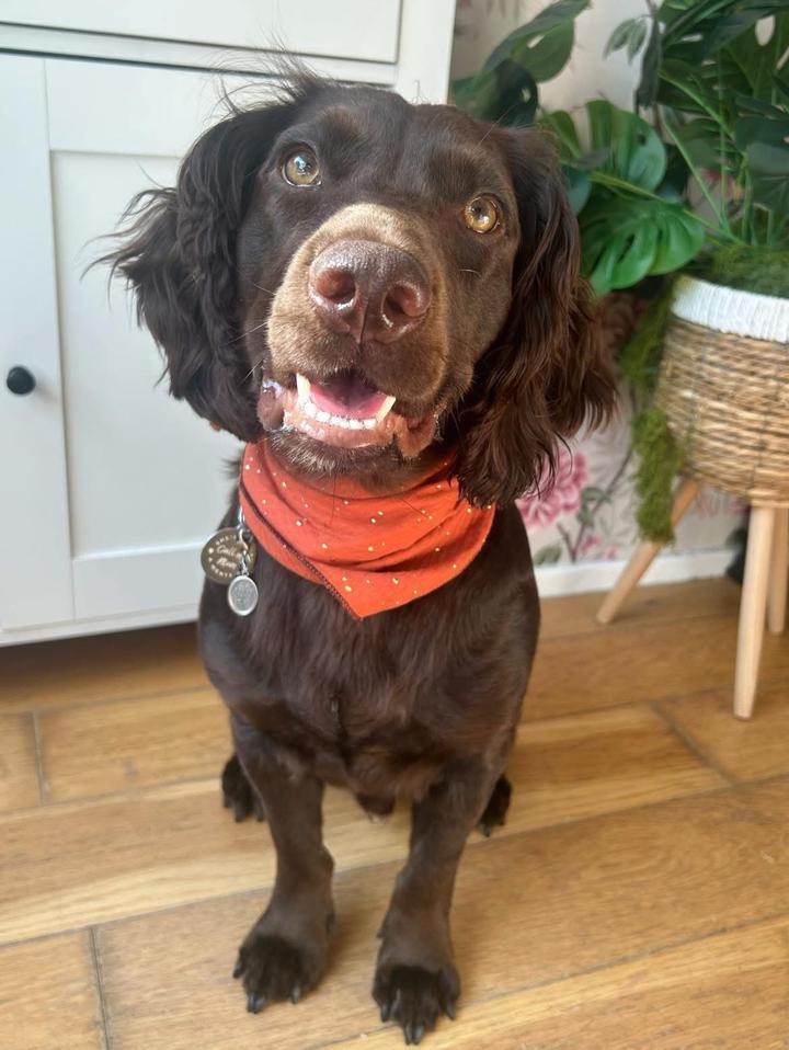 paddybear_thecocker