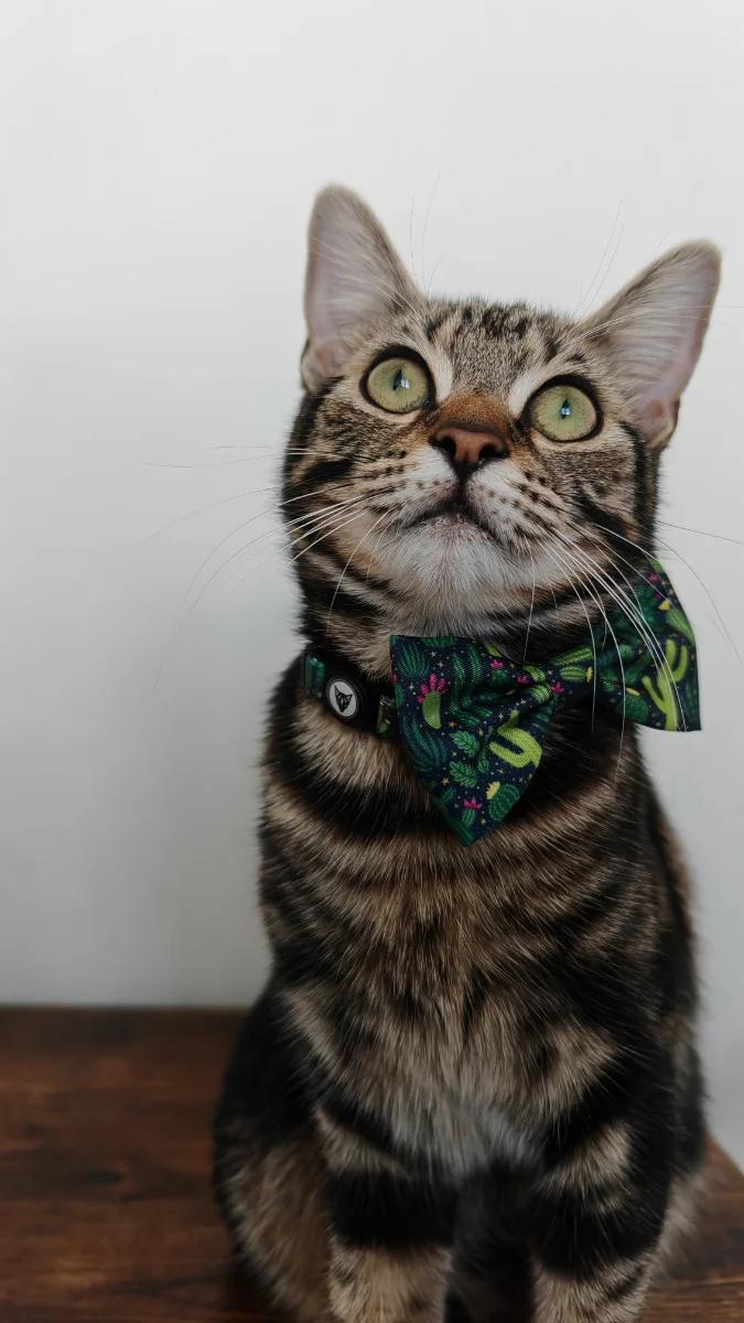 Miss Chief