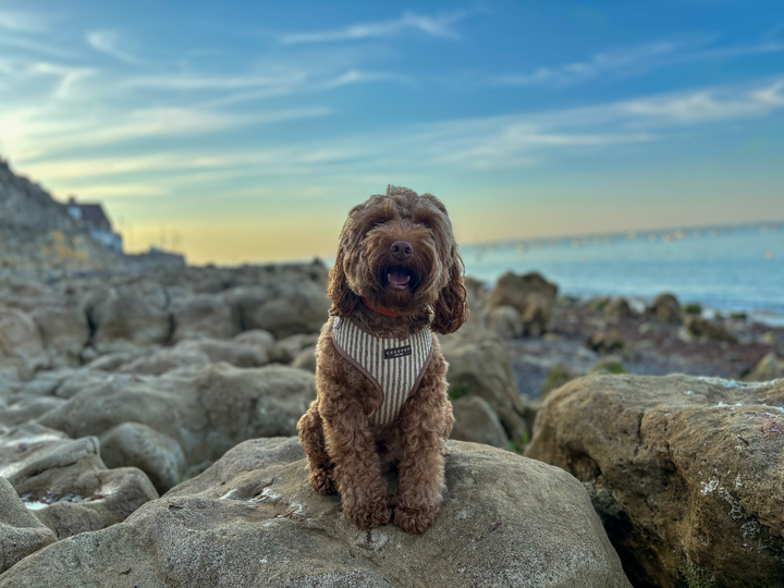 Ziggy_thetoycockapoo