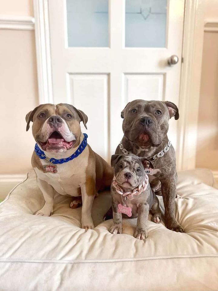 A Pocketful of Bullies