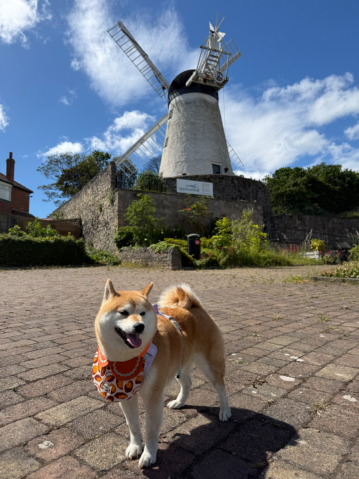 Haru the Shiba Inu