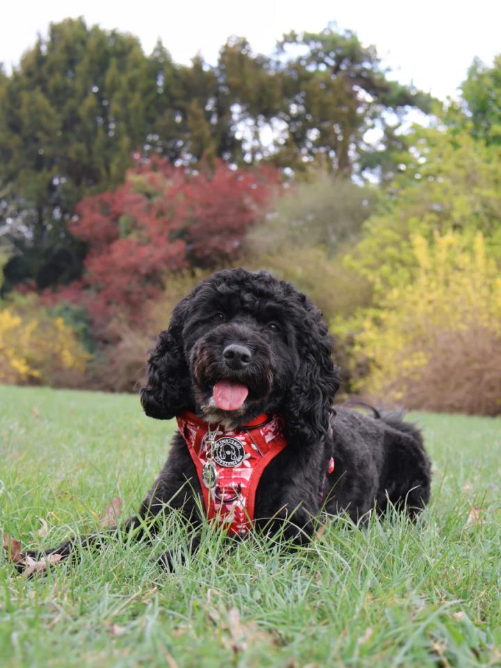 Milo the Cockapoo