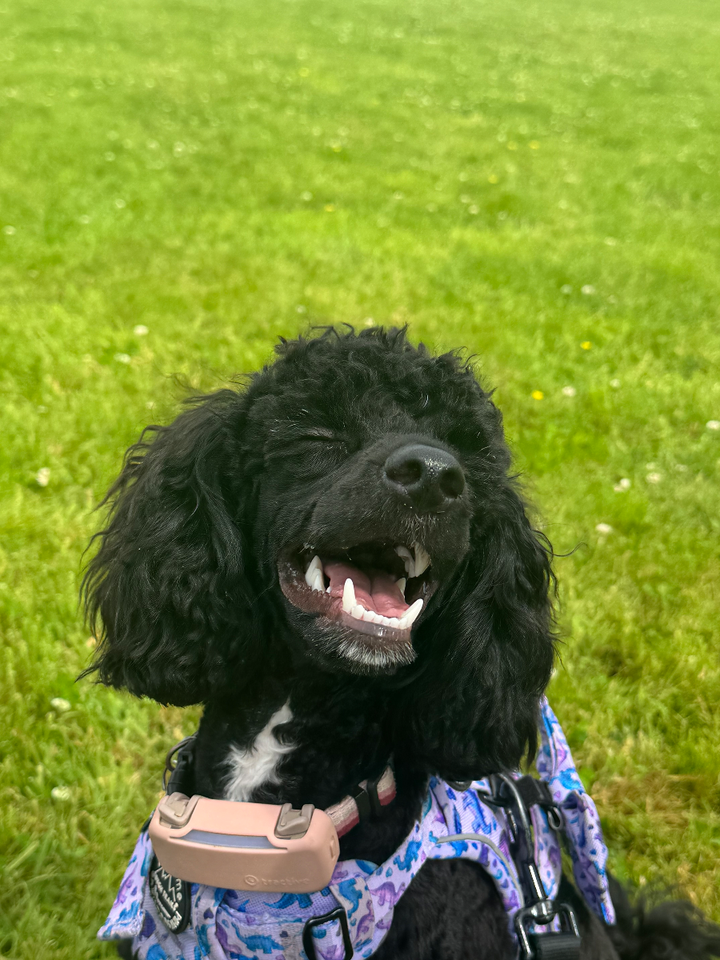 Tilly the Mini Poodle
