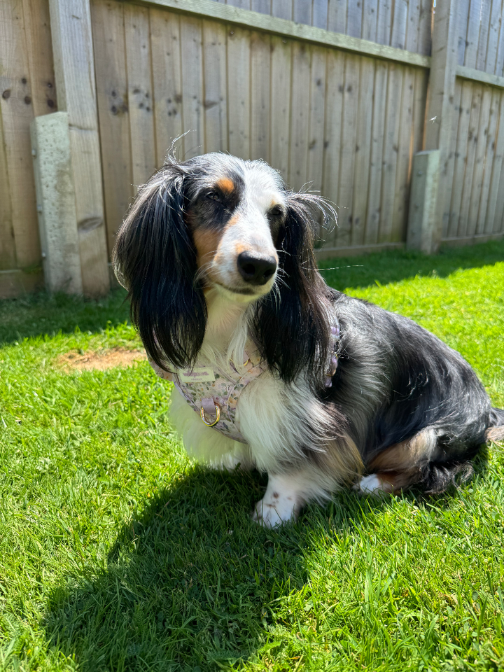 Fachshund