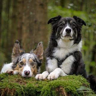 mollyandthecollies